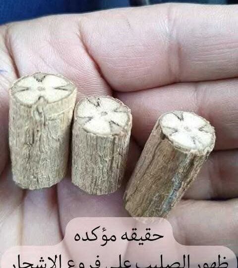 ظاهرة غامضة في كنيسة الصليب المقدس بسمالوط: ظهور صلبان داخل جذوع الأشجار